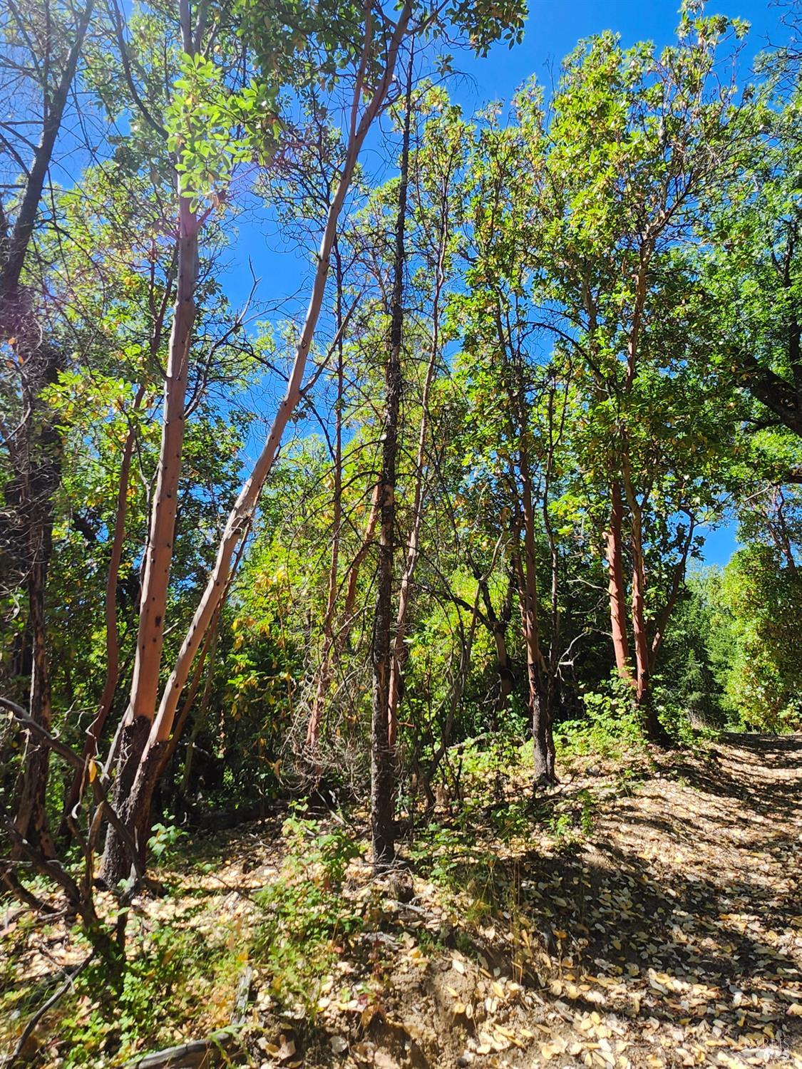 22551 Rifle Range Road Covelo, CA 95428 - Photo 18 of 24