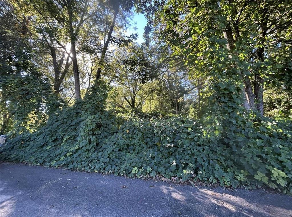 a view of a forest with large trees