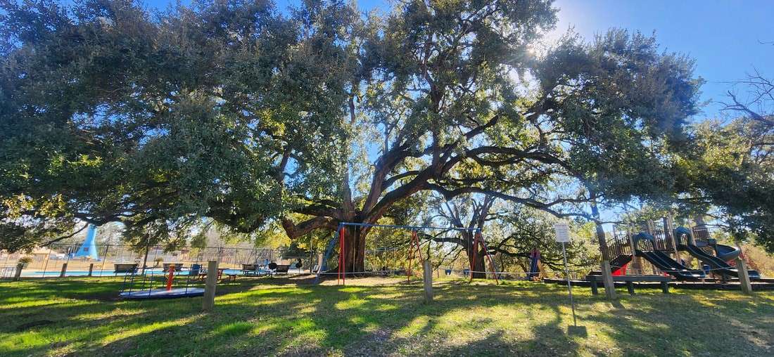 3319 Shadowcrest Lane Spring, TX 77380 - Photo 34 of 37 a view of outdoor space with trees