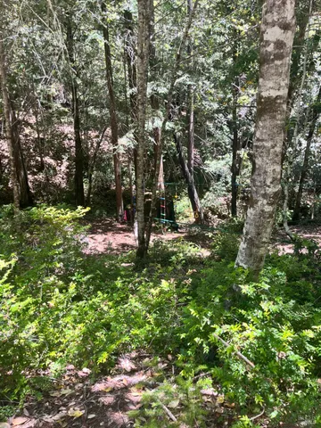 a view of a tree in a yard