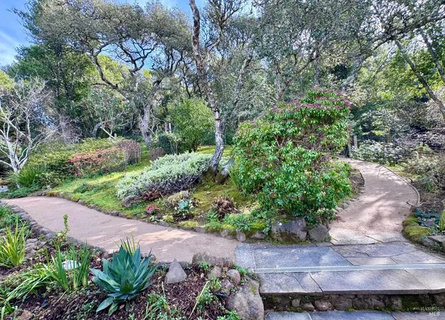 a view of a garden with plants and large trees