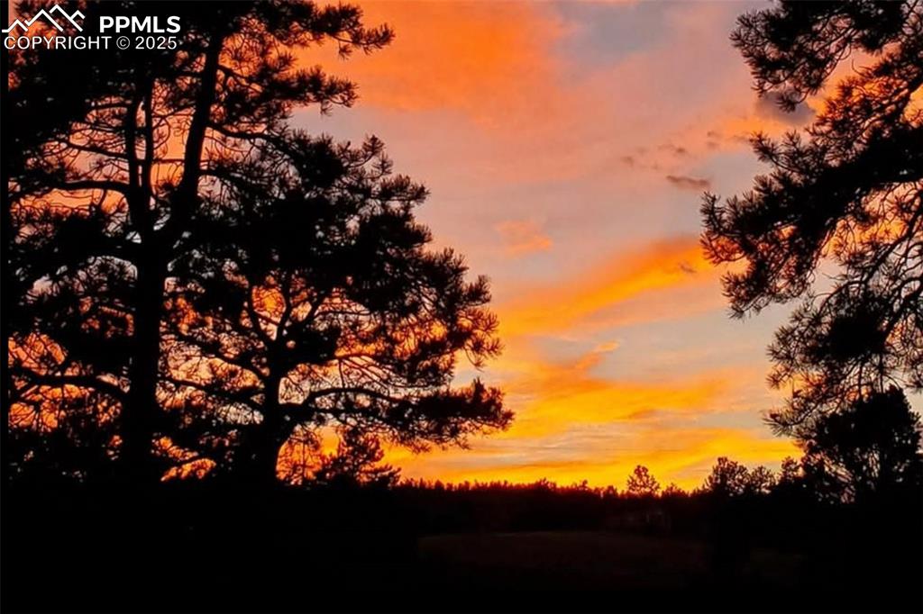 11 Valley Circle Guffey, CO 80820 - Photo 22 of 41 a view of tree