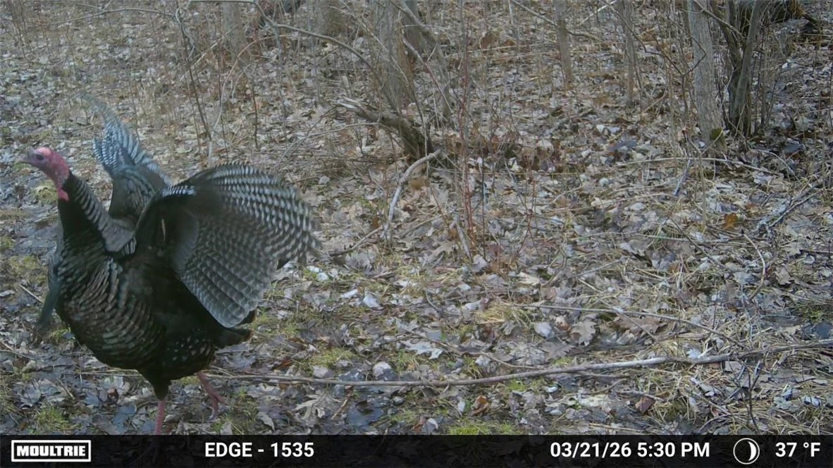 16126 Telegraph Road Murray, NY 14470 - Photo 48 of 50 Wildlife on property