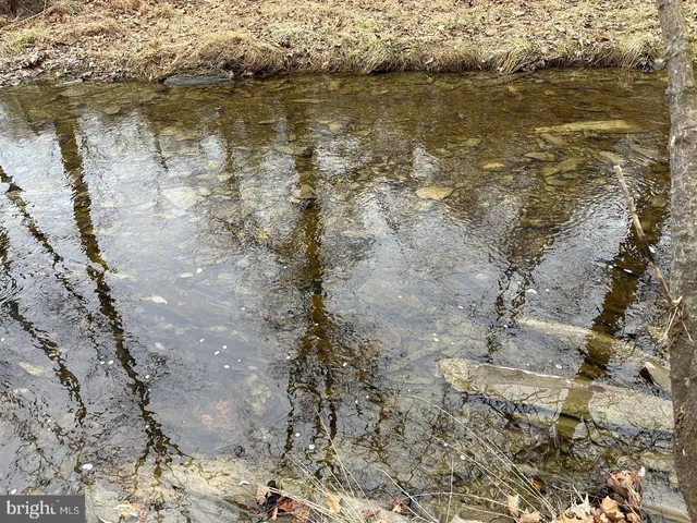 a view of a forest with trees