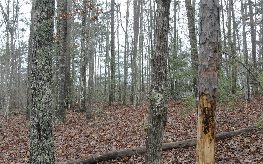 Old Fain Road Murphy, NC 28906 - Photo 1 of 1 Main View