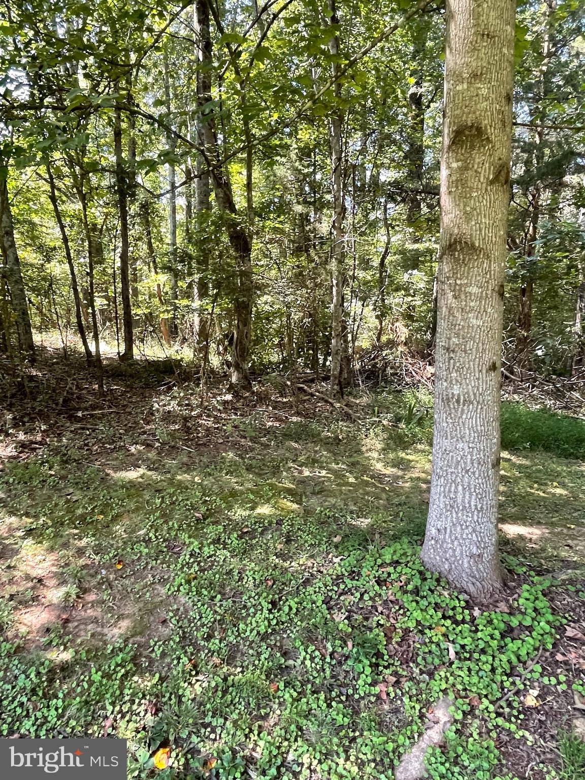 11605 Hazel River Road Rixeyville, VA 22737 - Photo 45 of 46