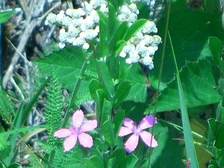 0 West W Highway Butler, TN 37640 - Photo 9 of 11 Landscaped by nature