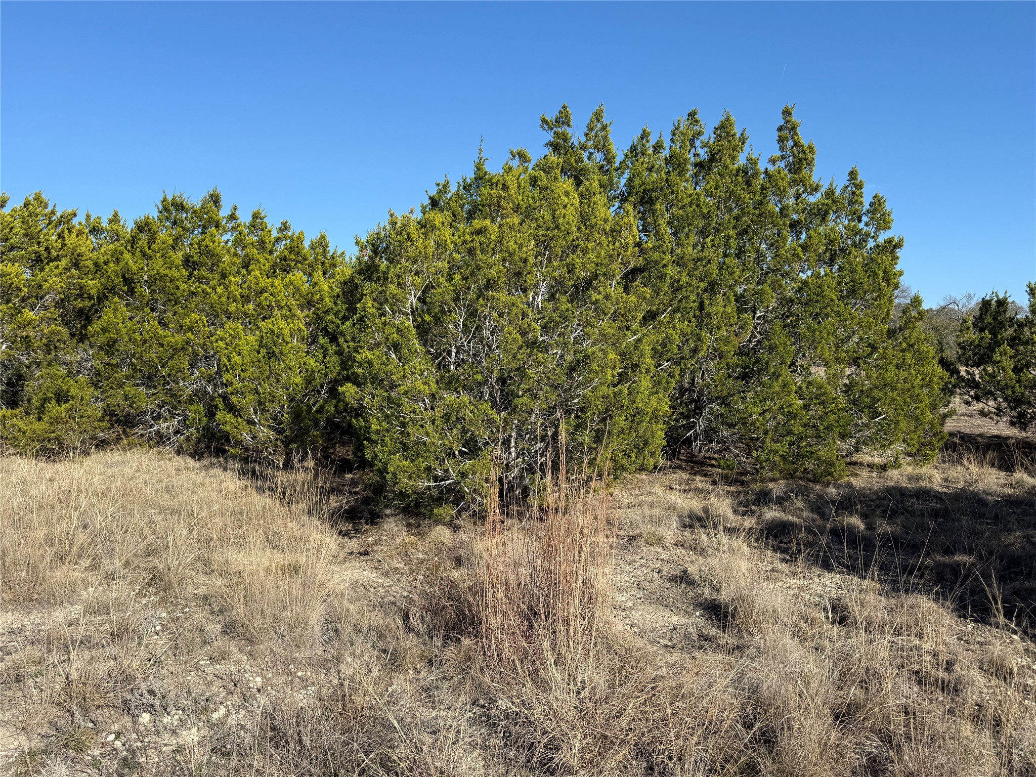 188 Whispering Wind Road Bertram, TX 78605 - Photo 2 of 7 a view of a yard with plants and a tree
