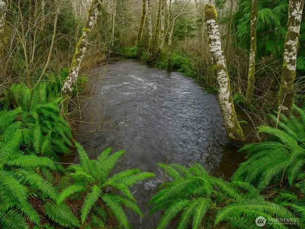 a view of a yard with plants and large trees