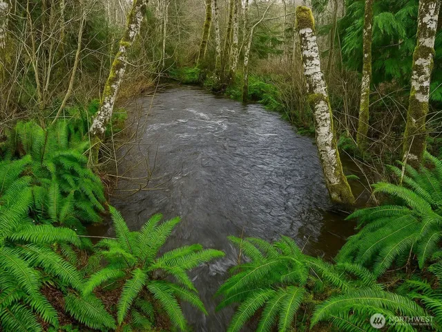 a view of a yard with plants and large trees