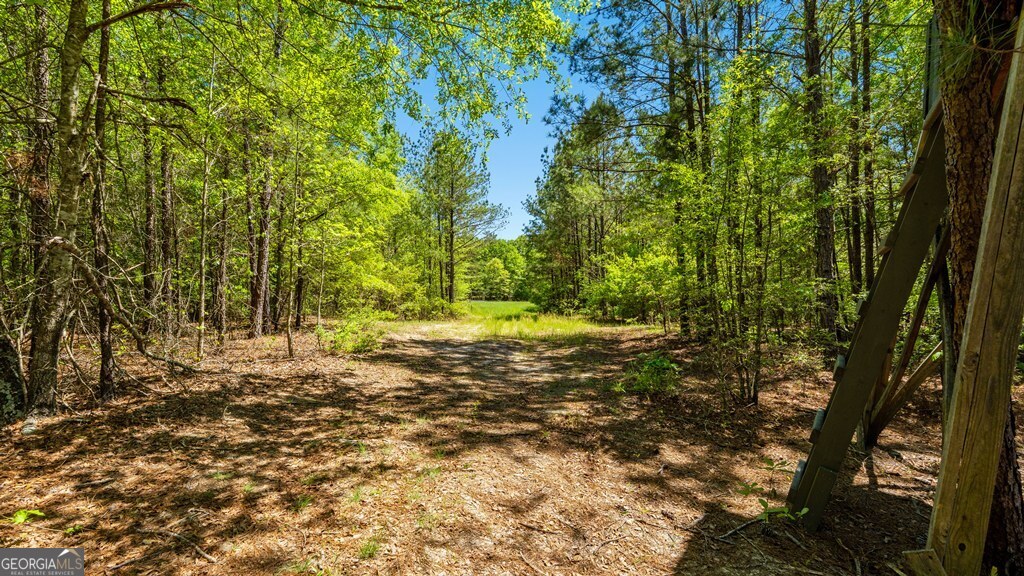0 Wainwright Road Butler, GA 31006 - Photo 12 of 57