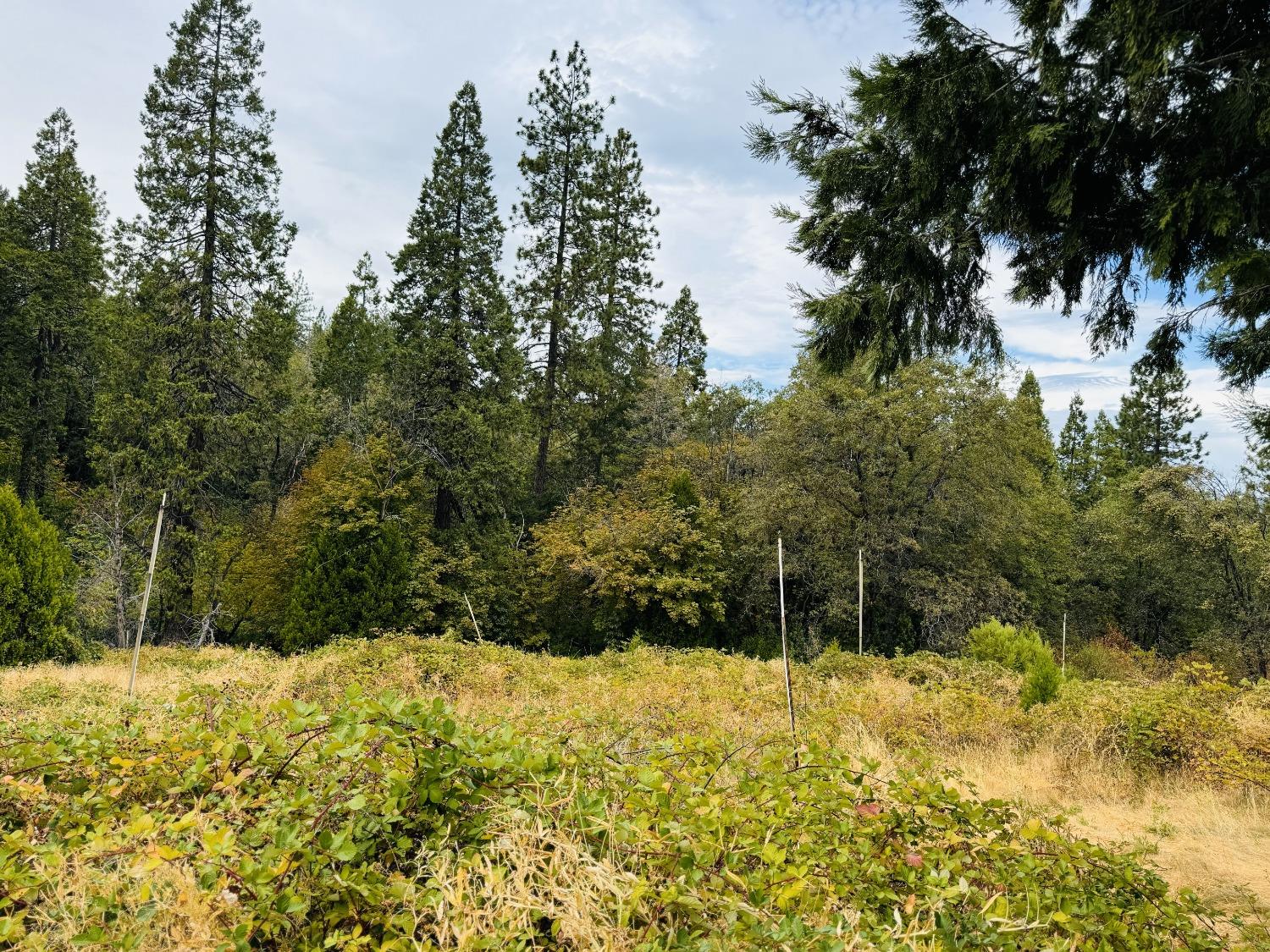 2700 Dancing Oaks Road Camino, CA 95709 - Photo 4 of 31 a view of a yard
