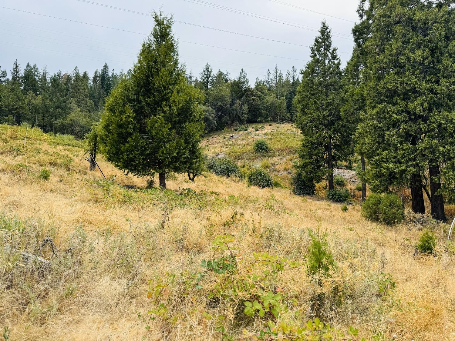 2700 Dancing Oaks Road Camino, CA 95709 - Photo 6 of 31 a view of a yard covered with snow in outdoor space