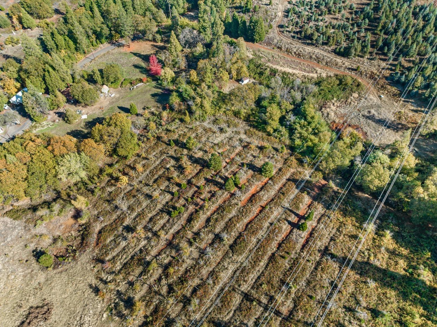 2700 Dancing Oaks Road Camino, CA 95709 - Photo 9 of 31 a view of a yard with a plant