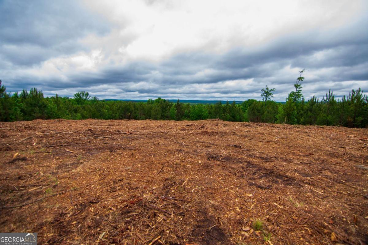 Tract 6-0 Chestnut Grove Road Shiloh, GA 31826 - Photo 23 of 26