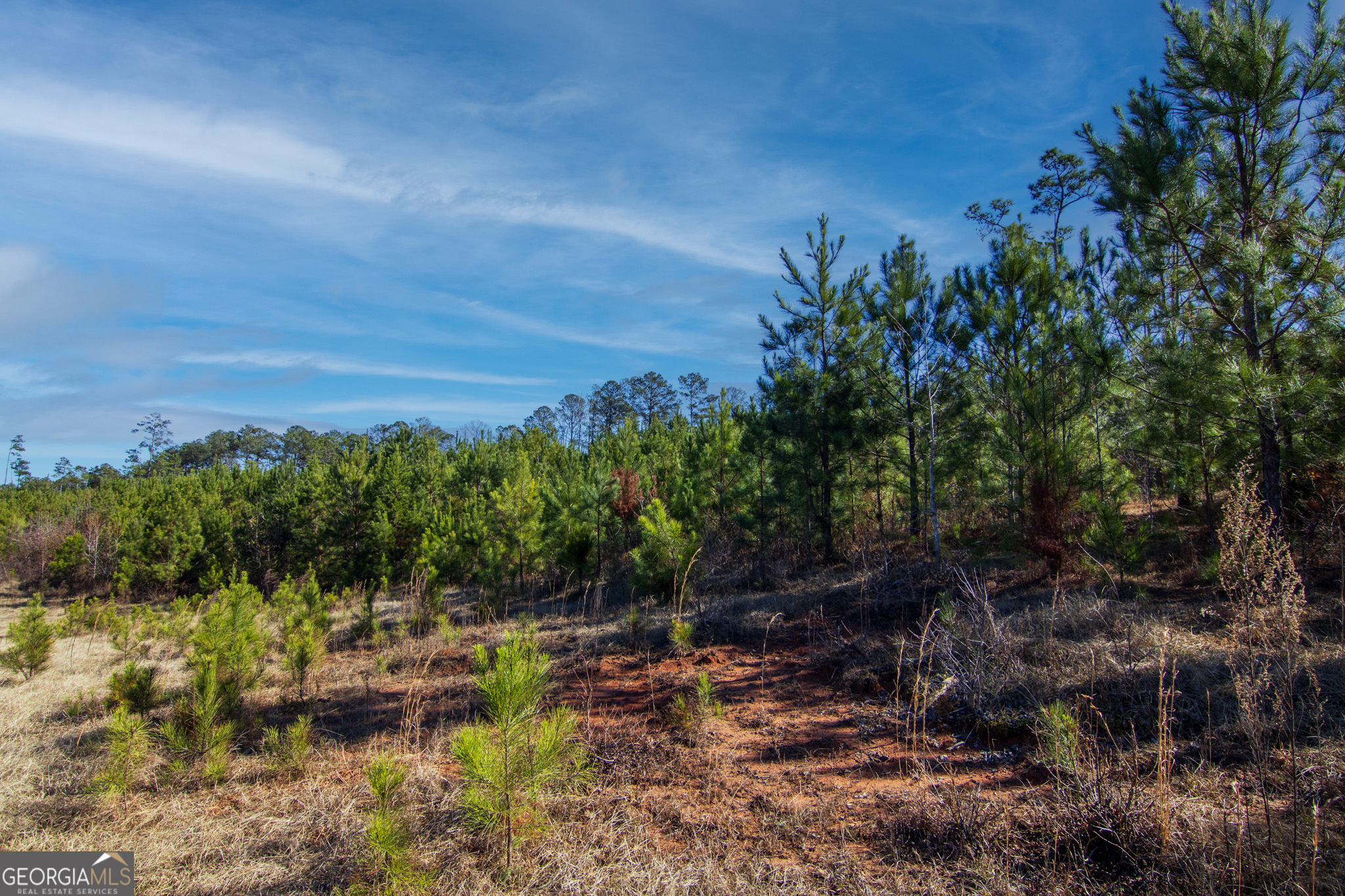 Tract 6-0 Chestnut Grove Road Shiloh, GA 31826 - Photo 8 of 26
