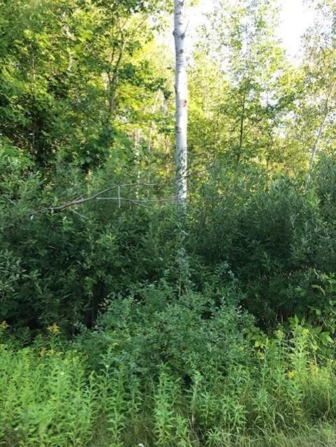 Nesson City Road Copemish, MI 49625 - Photo 1 of 3 Nesson City Rd 2