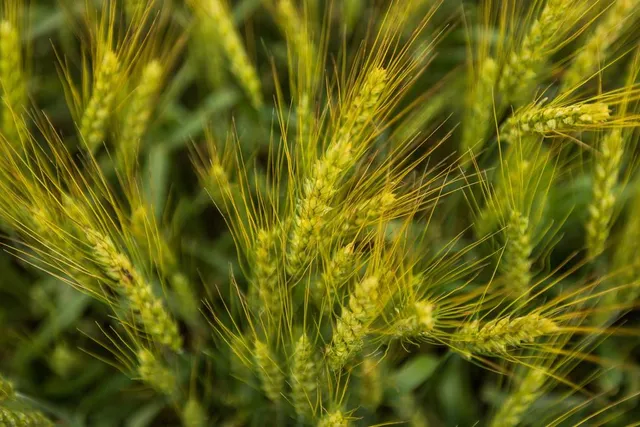 $789,000 | 1637 Southwest County Road 1067, Butler, MO 64730