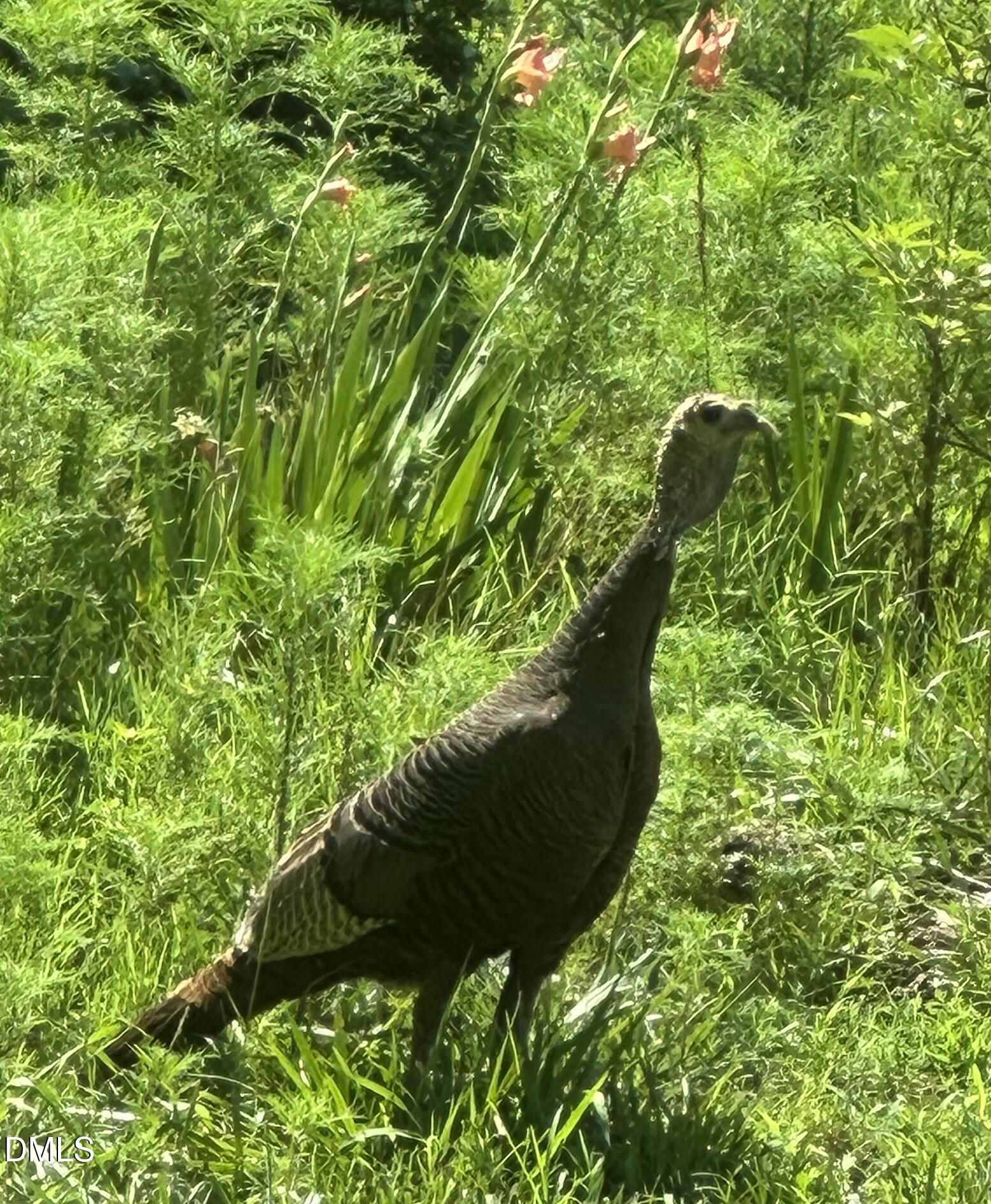 632 Whitt Town Road Roxboro, NC 27574 - Photo 66 of 73 Wild Turkey