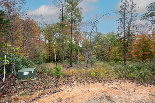 a view of a forest with trees