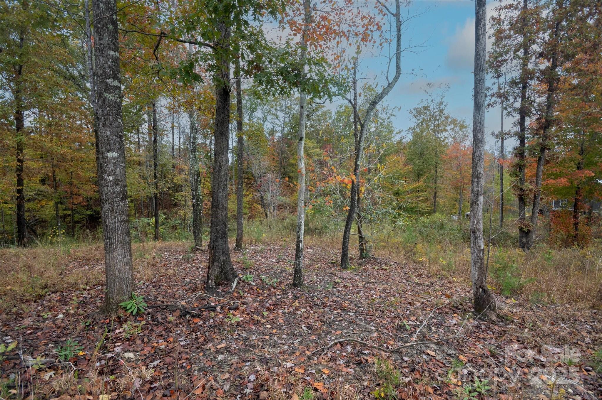 269 Mooseheart Road Marion, NC 28752 - Photo 6 of 12 a view of a forest with trees