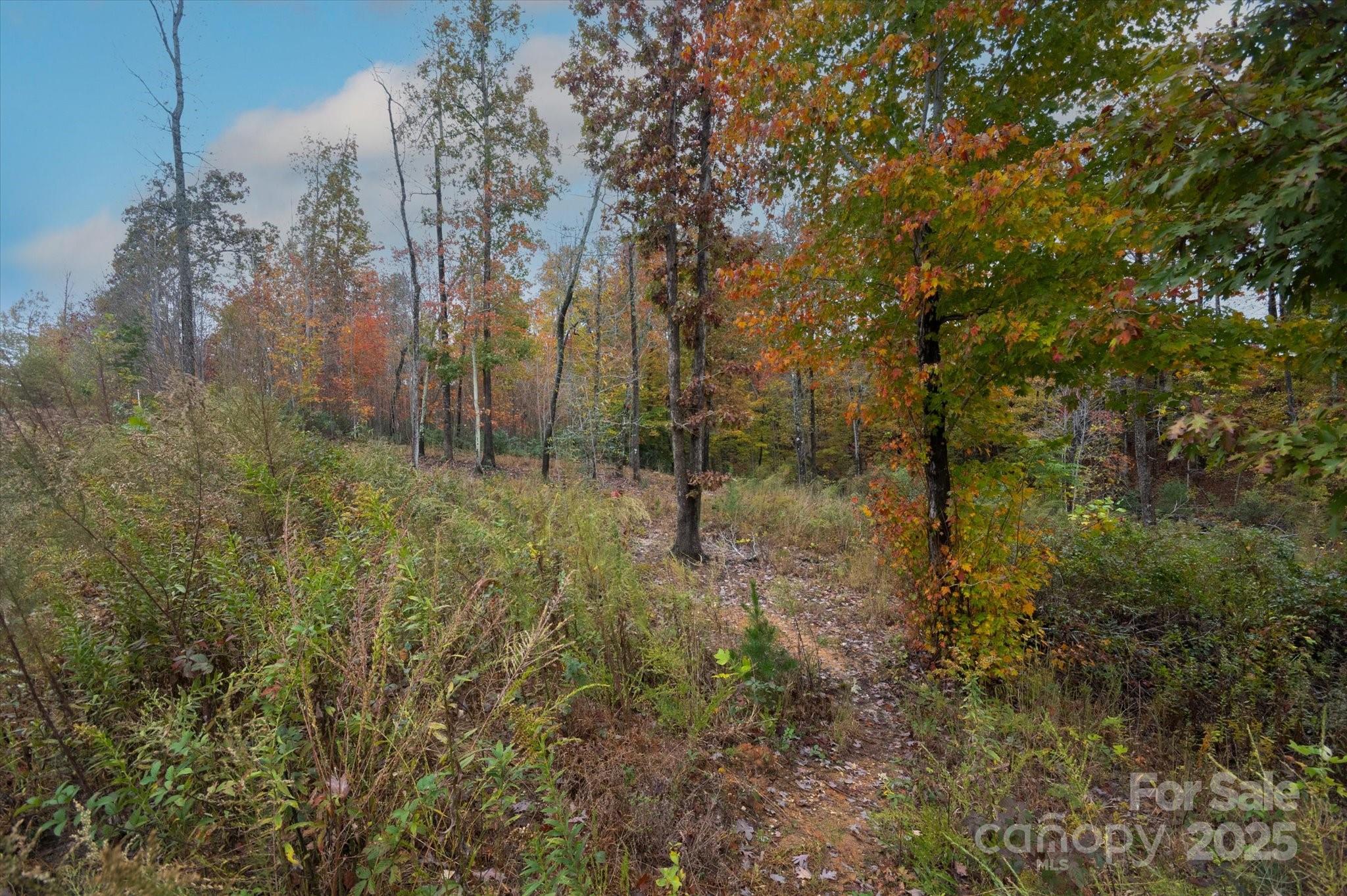 269 Mooseheart Road Marion, NC 28752 - Photo 8 of 12 a view of a forest with a tree
