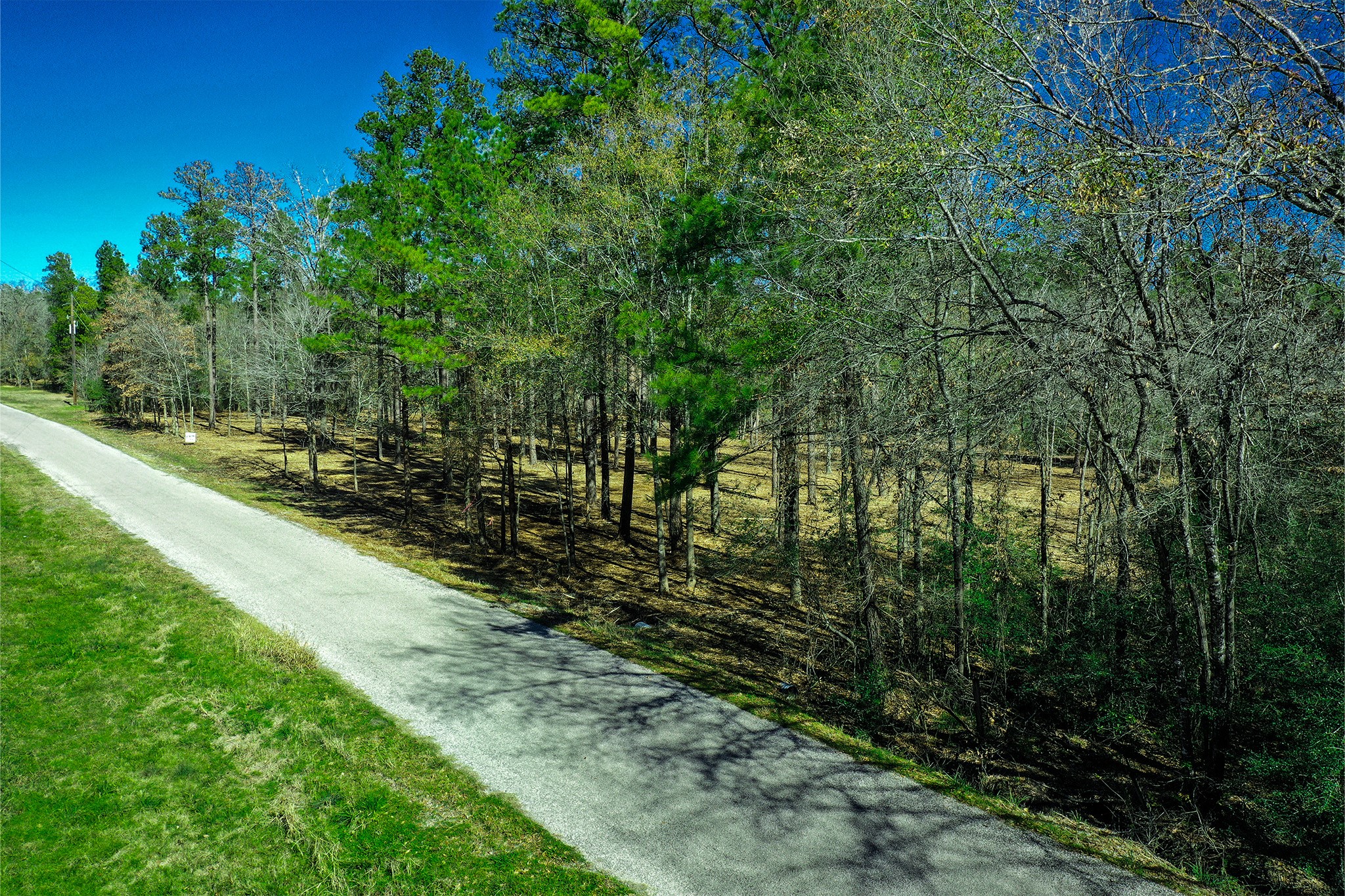 97 Utley Road Huntsville, TX 77320 - Photo 6 of 10 a view of a yard with plants and a large tree