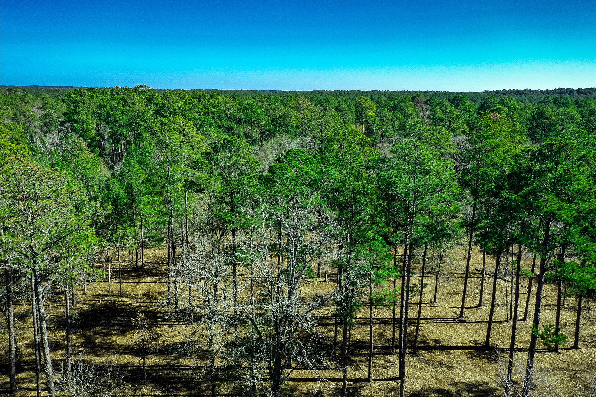 97 Utley Road Huntsville, TX 77320 - Photo 9 of 10 a view of a lush green forest