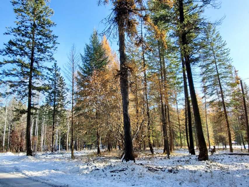 630 Finley Gulch Road Colville, WA 99114 - Photo 8 of 8