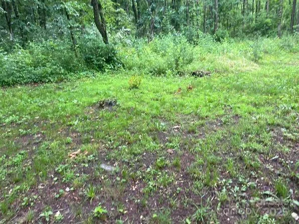 a view of a lush green forest