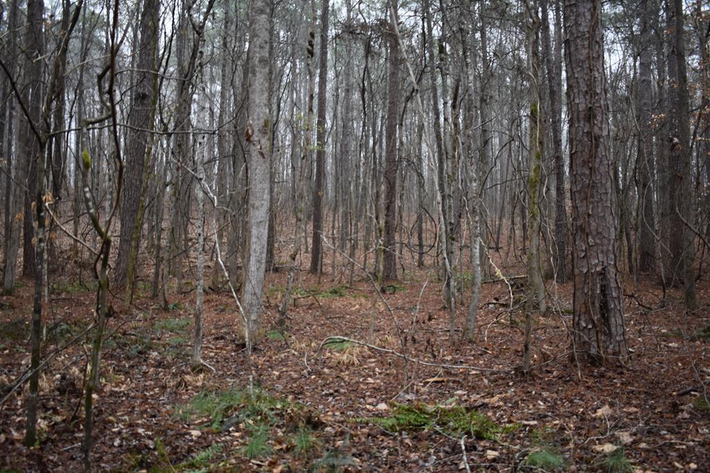 2 A Fishburn Road Shiloh, GA 31826 - Photo 1 of 2 Main View
