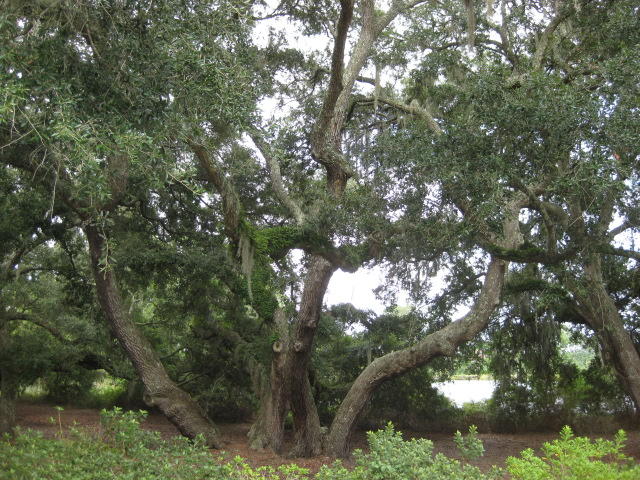 9170 Lottie Pope Road Edisto Island, SC 29438 - Photo 36 of 100 9170 Lottie Pope Newest (14)
