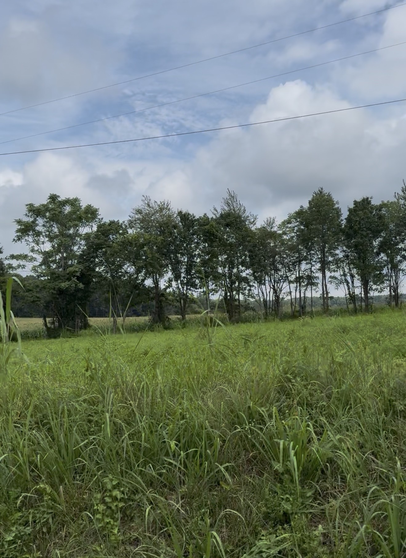 255 Shoals Road Rock Island, TN 38581 - Photo 2 of 11 a view of a green field