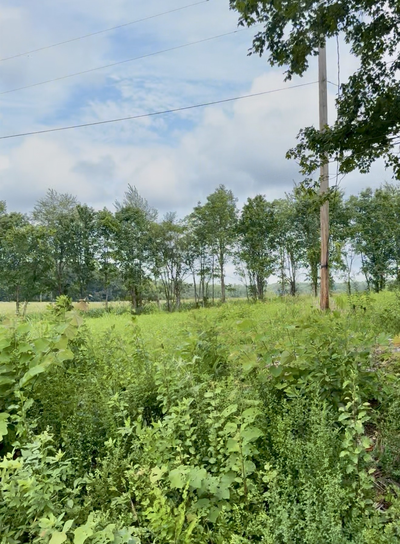 255 Shoals Road Rock Island, TN 38581 - Photo 3 of 11 a view of yard with green space