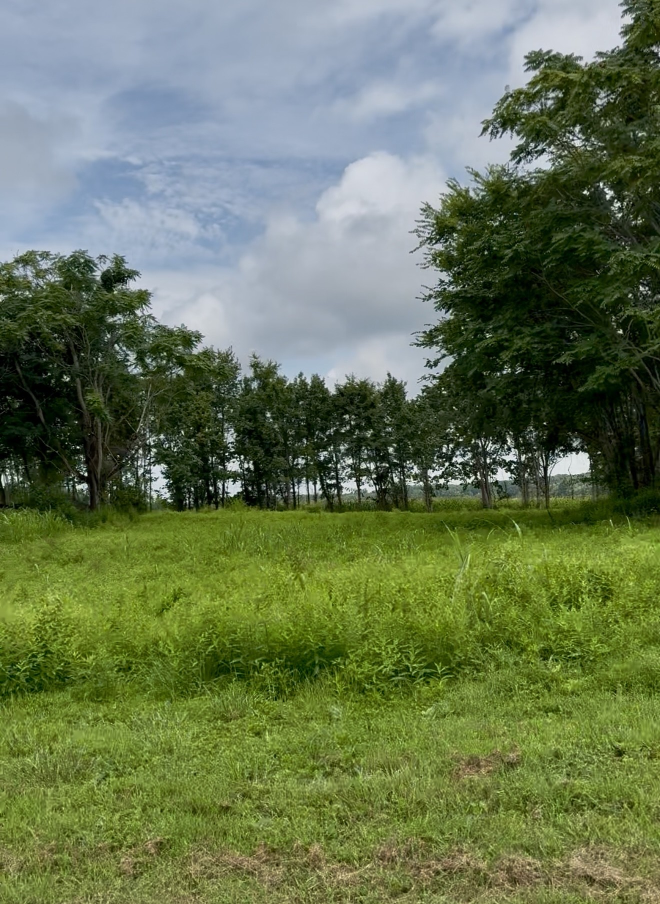 255 Shoals Road Rock Island, TN 38581 - Photo 5 of 11 a view of yard with swimming pool and green space