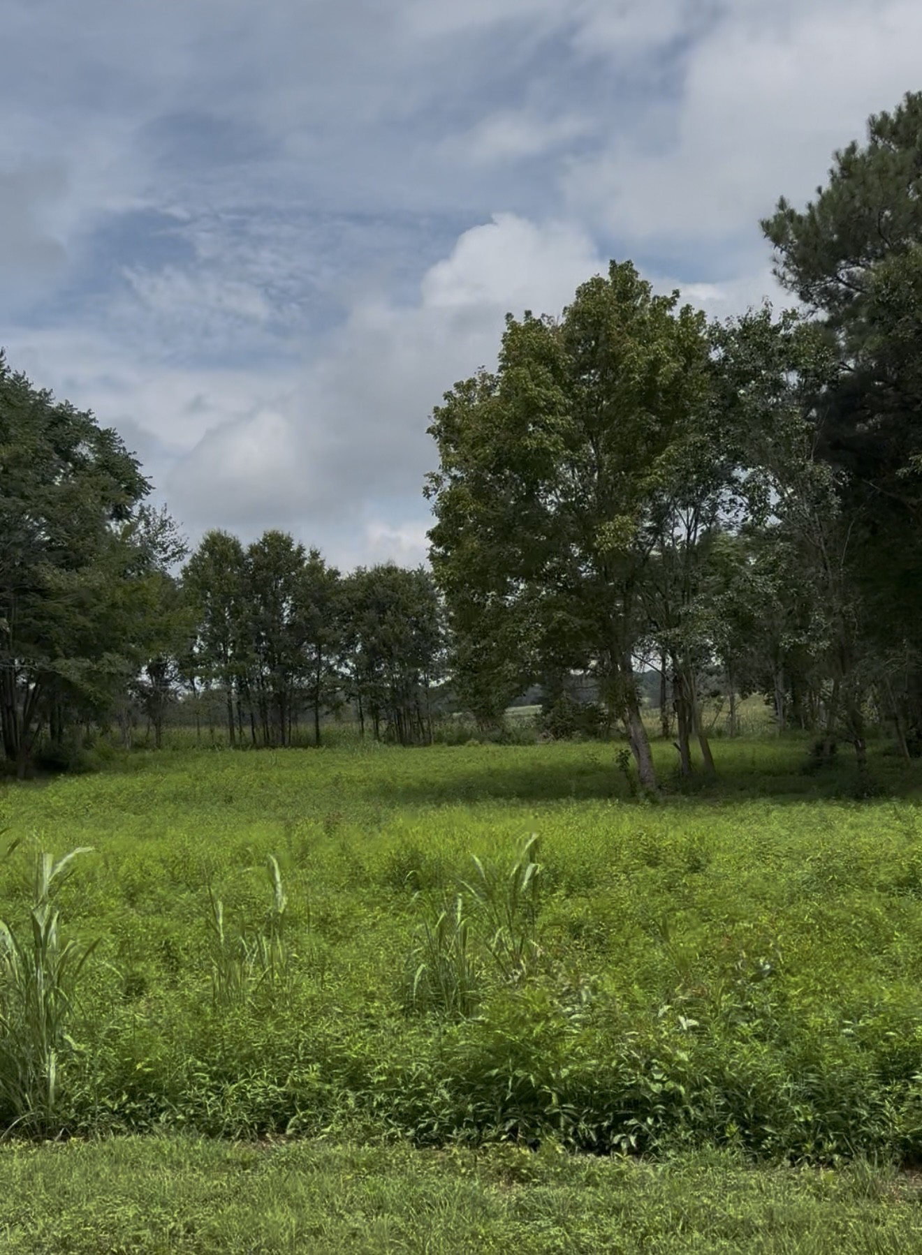 255 Shoals Road Rock Island, TN 38581 - Photo 6 of 11 a view of a grassy field