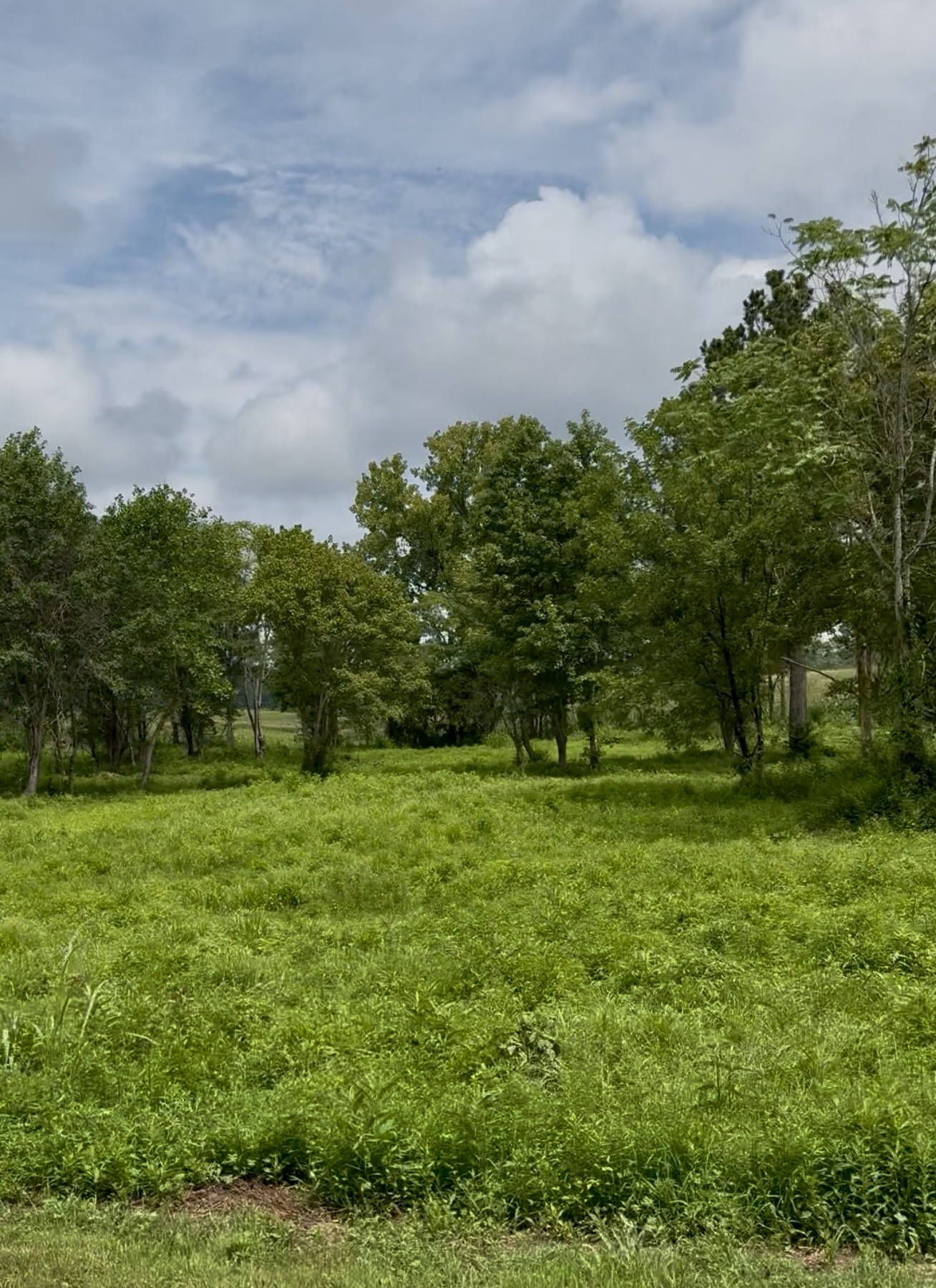255 Shoals Road Rock Island, TN 38581 - Photo 7 of 11 a view of a grassy field with trees