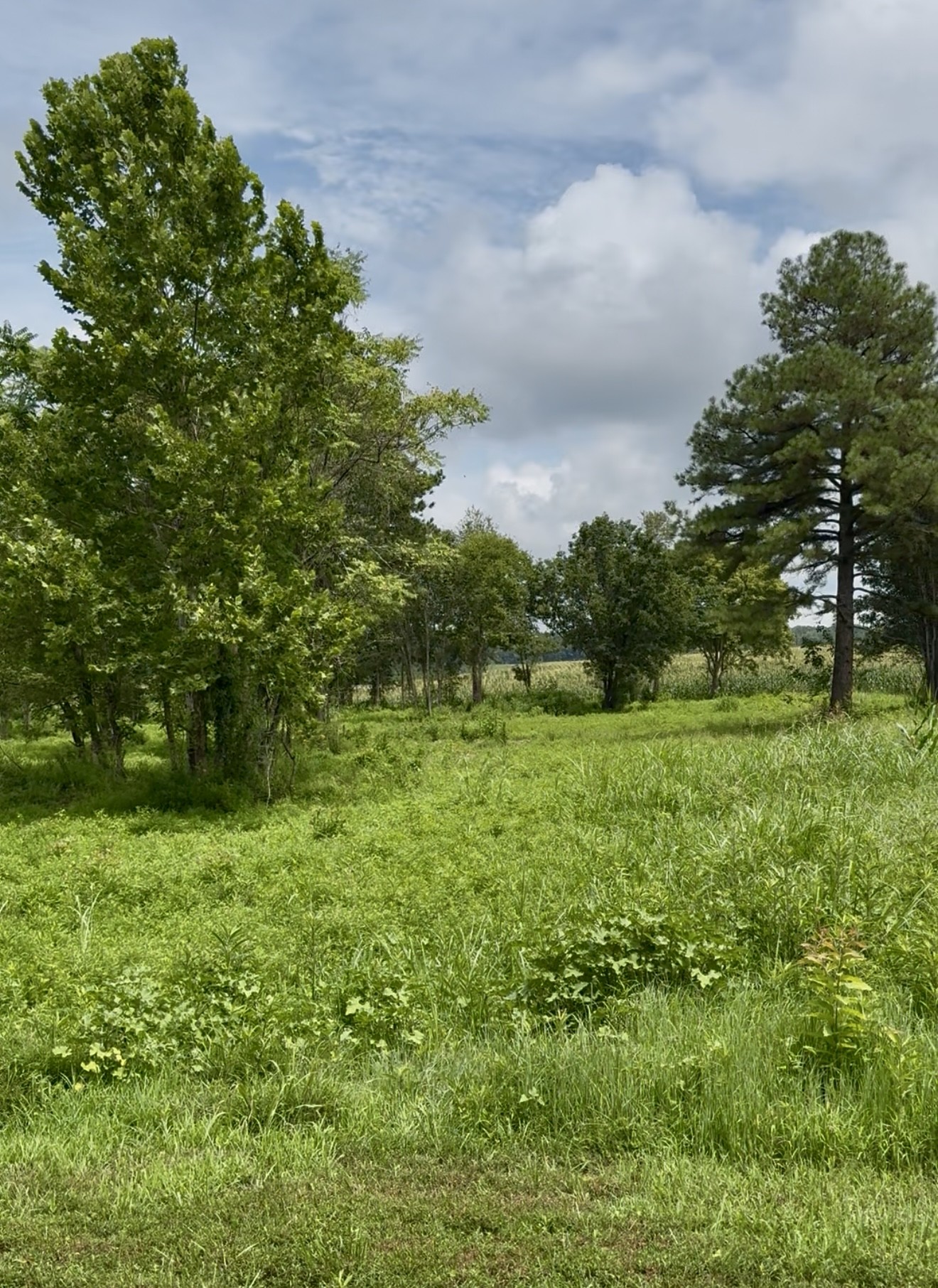255 Shoals Road Rock Island, TN 38581 - Photo 8 of 11 a view of a garden