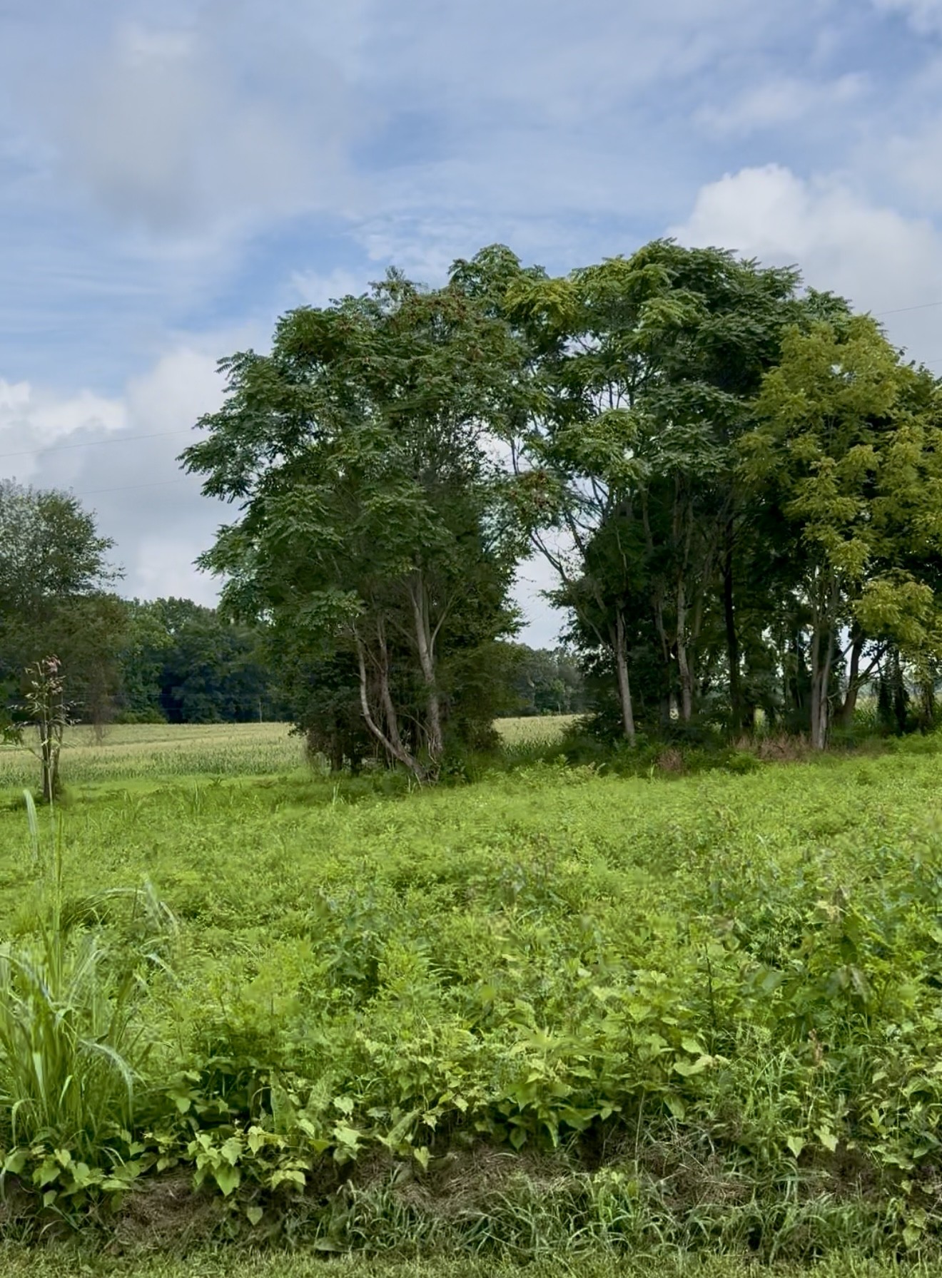 255 Shoals Road Rock Island, TN 38581 - Photo 9 of 11 a view of field with trees in the background