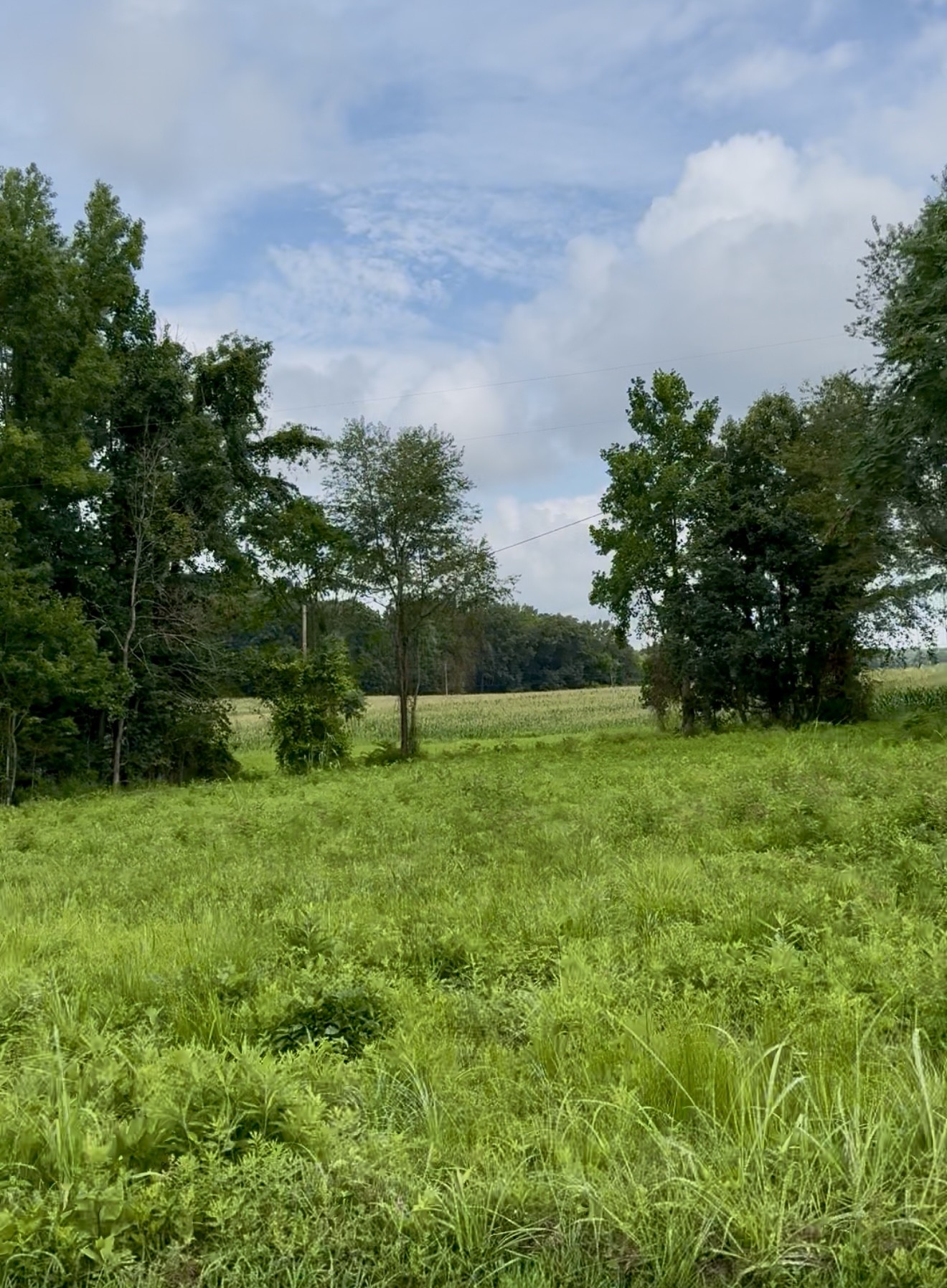 255 Shoals Road Rock Island, TN 38581 - Photo 10 of 11 a view of a garden