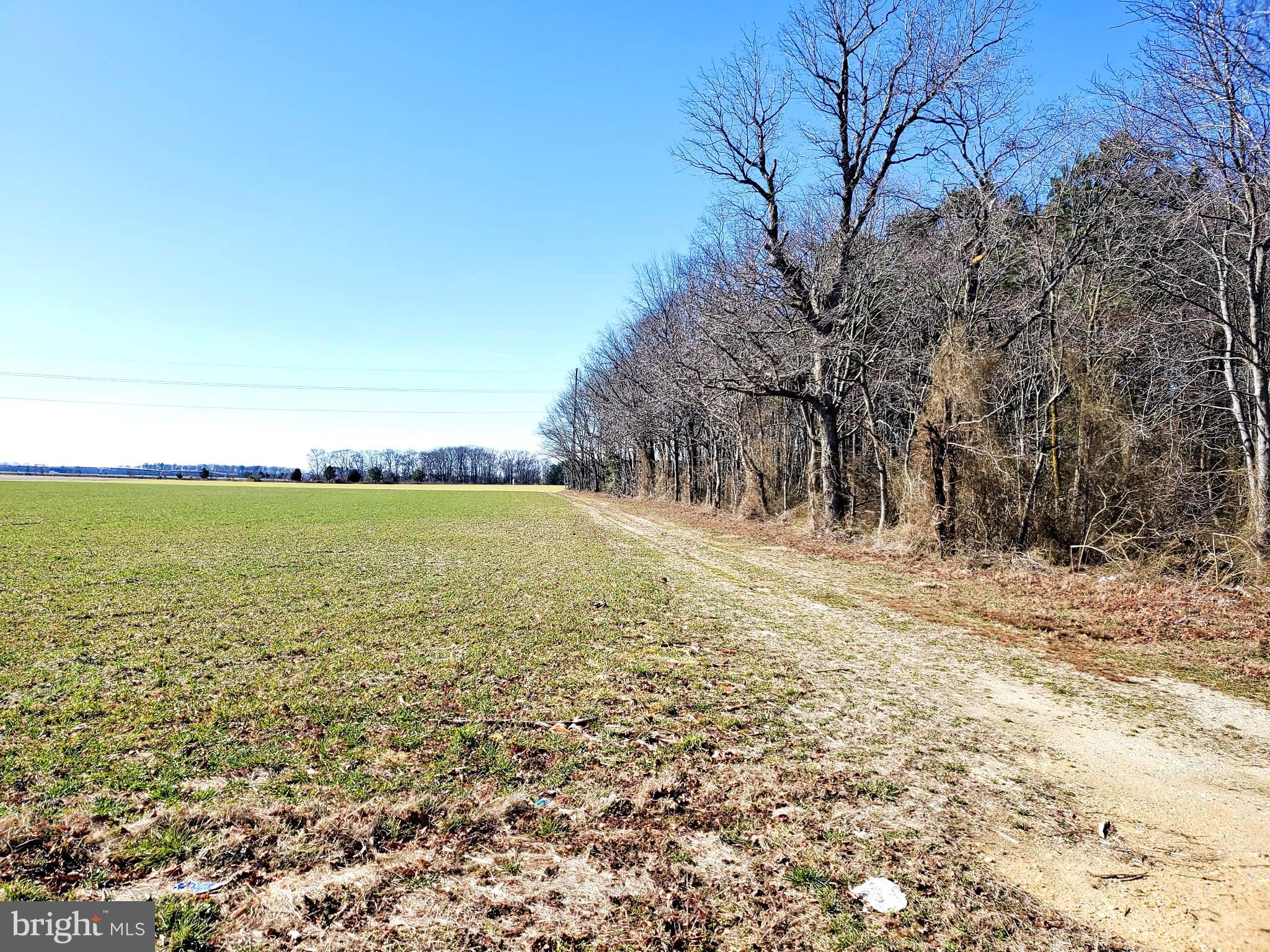 Gravel Branch Road Hurlock, MD 21643 - Photo 7 of 11 Southern Boundary
