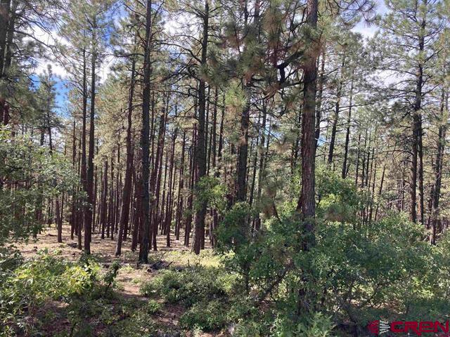 a view of a yard with large trees