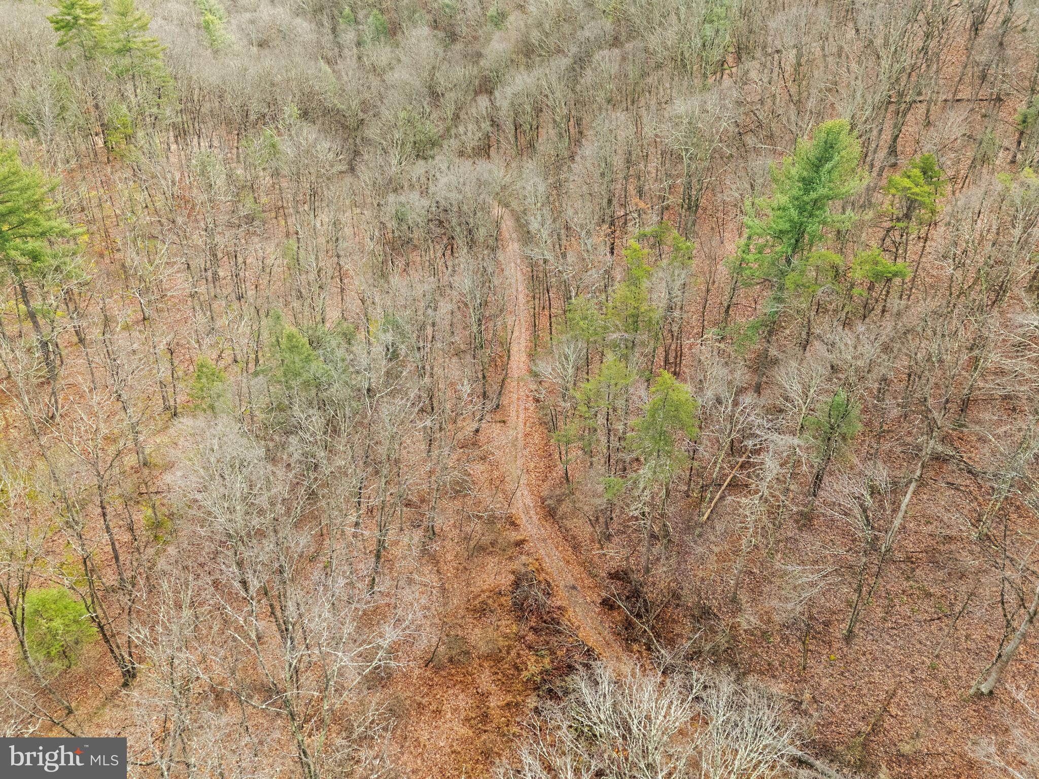 10500 Ford Hill Road Rio, WV 26755 - Photo 58 of 59 a close up of a plant