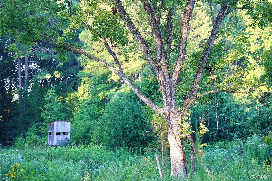 0 Burns Trail Halifax, VA 24558 - Photo 21 of 50 a view of a lush green forest