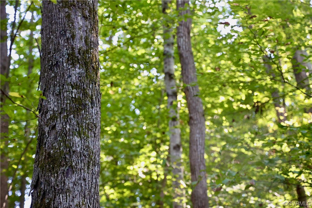 0 Burns Trail Halifax, VA 24558 - Photo 6 of 50 a close up of a tree