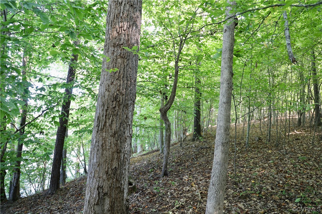 0 Burns Trail Halifax, VA 24558 - Photo 10 of 50 a view of forest