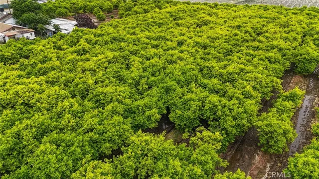 a view of a lush green forest with small trees