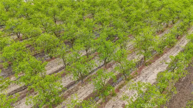 a view of a lush green forest