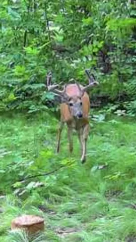 $689,000 | 49236 245th Avenue, Pelican Rapids, MN 56572