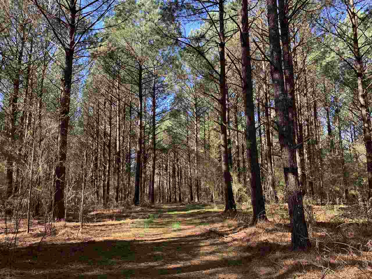 0 Salem Road Forest, MS 39074 - Photo 7 of 15 Photo 9